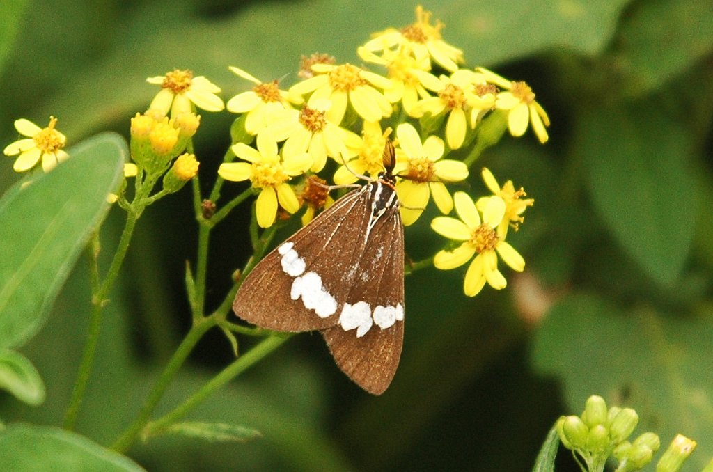 039 Moth, Magpie, 2008-01275847 Fred Piper Memorial Lookout, AU.JPG - Magpie Moth (Nyctemera amicus). Fred Piper Memorial Lookout, AU, 1-27-2008